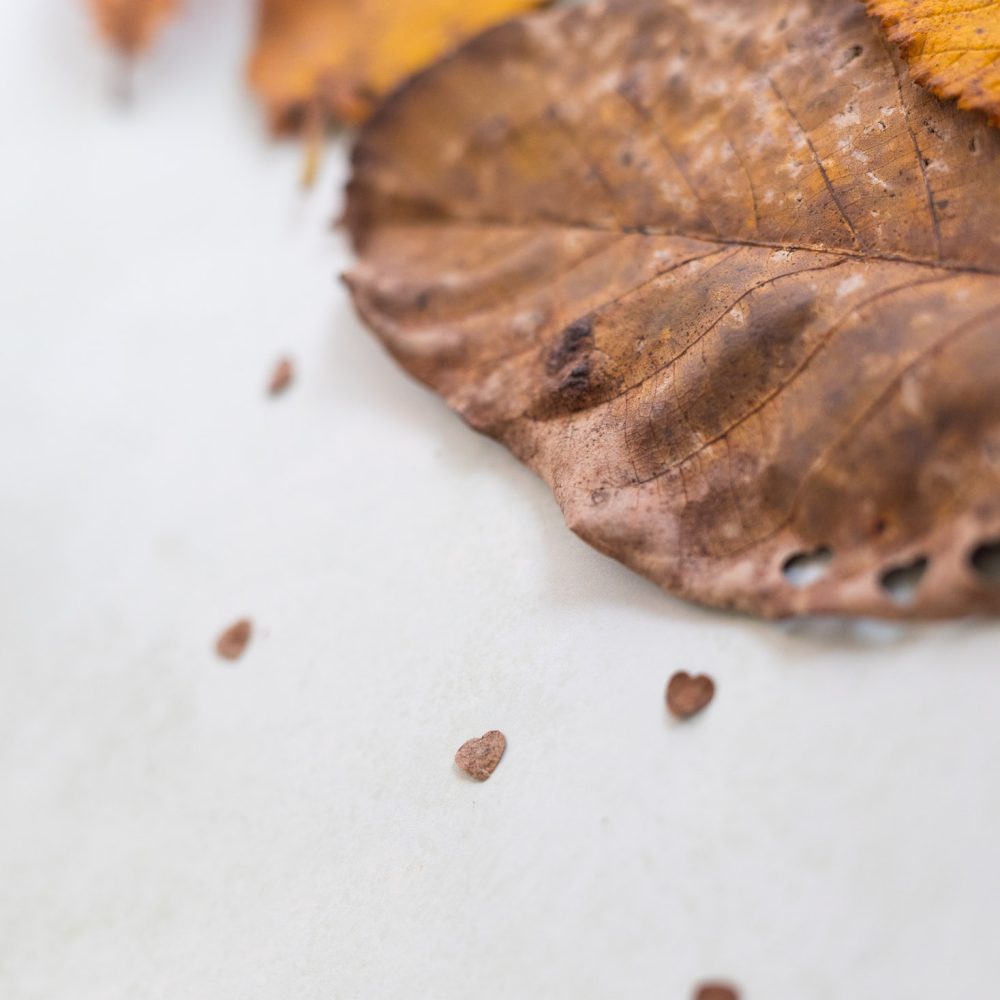 konfetti-aus-naturmaterialien-15